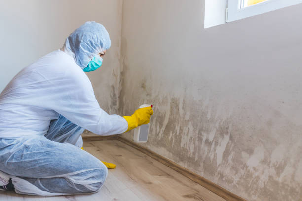 Licensed Mold Remediation service in Port Ludlow, WA - WQB Mold Removal